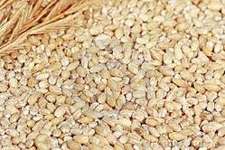 Grain - Barley Pearleds